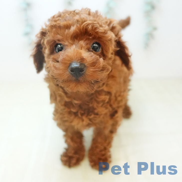 トイ・プードルの写真2