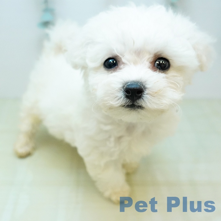 ビション・フリーゼ