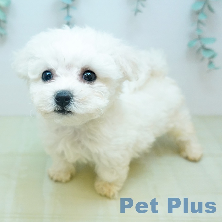 ビション・フリーゼの写真2