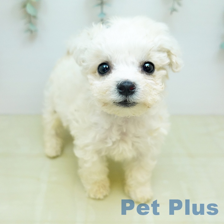 ビション・フリーゼ