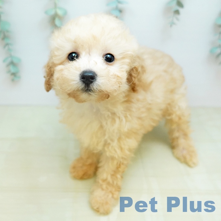 トイ・プードル