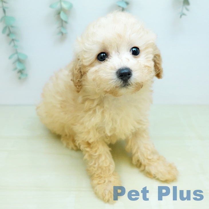 トイ・プードルの写真2