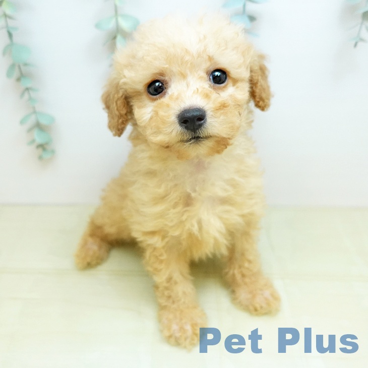 トイ・プードル