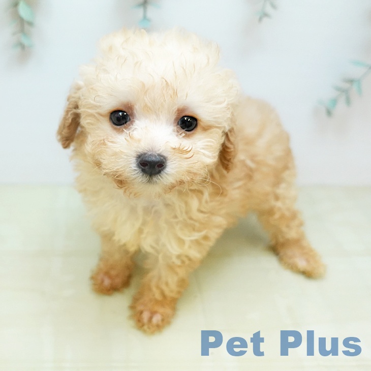 トイ・プードルの写真2