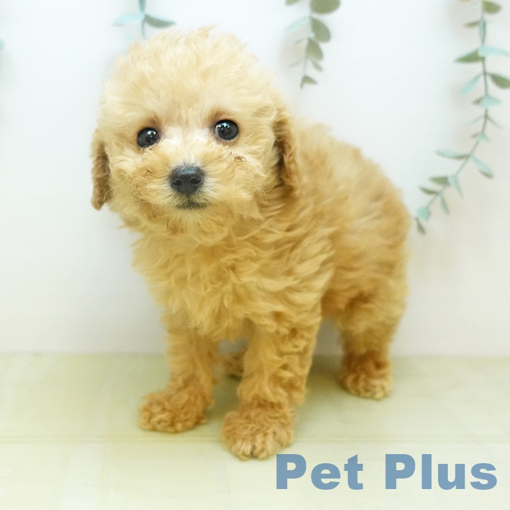 トイ・プードルの写真2