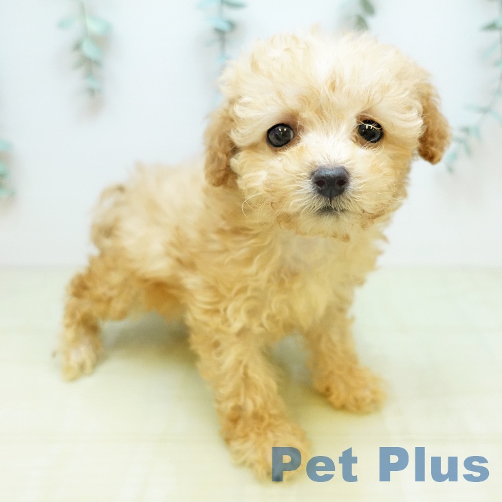 トイ・プードル