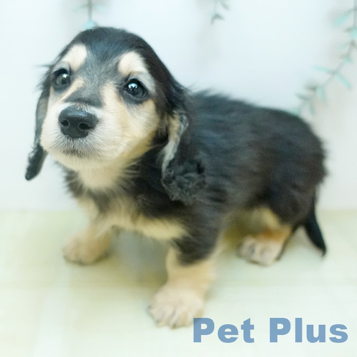 ミニチュア・ダックスフンド