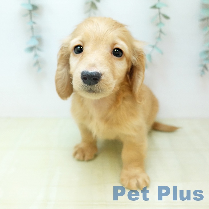 ミニチュア・ダックスフンドの写真2