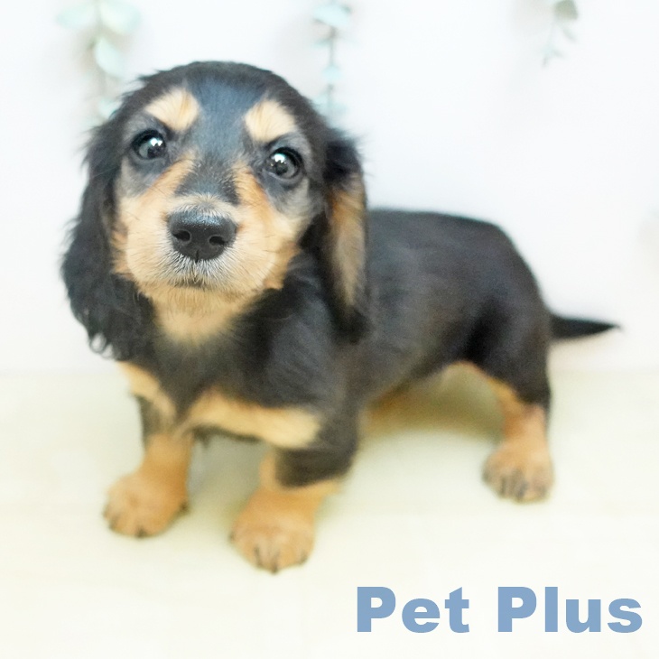 ミニチュア・ダックスフンド