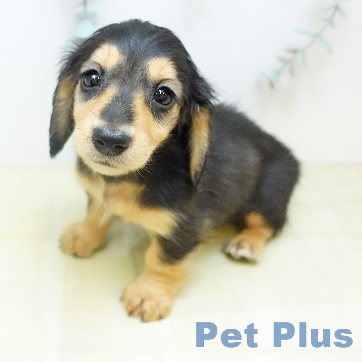 ミニチュア・ダックスフンドの写真1