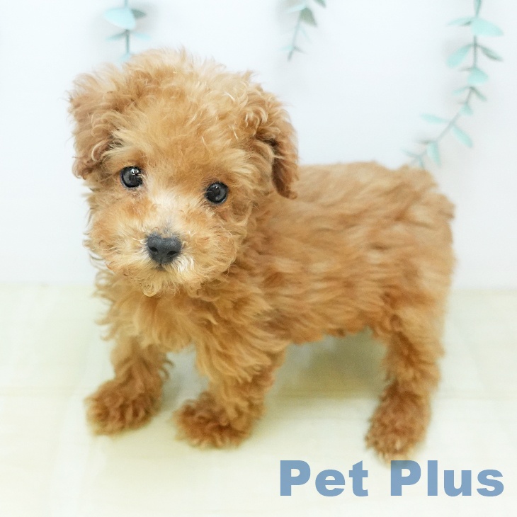 トイ・プードル