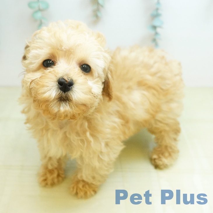 トイ・プードルの写真2