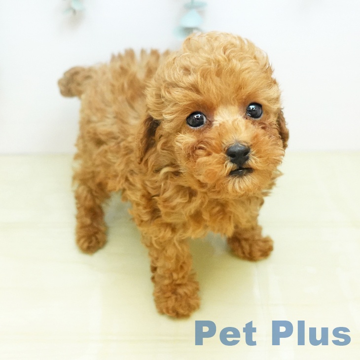 トイ・プードルの写真1