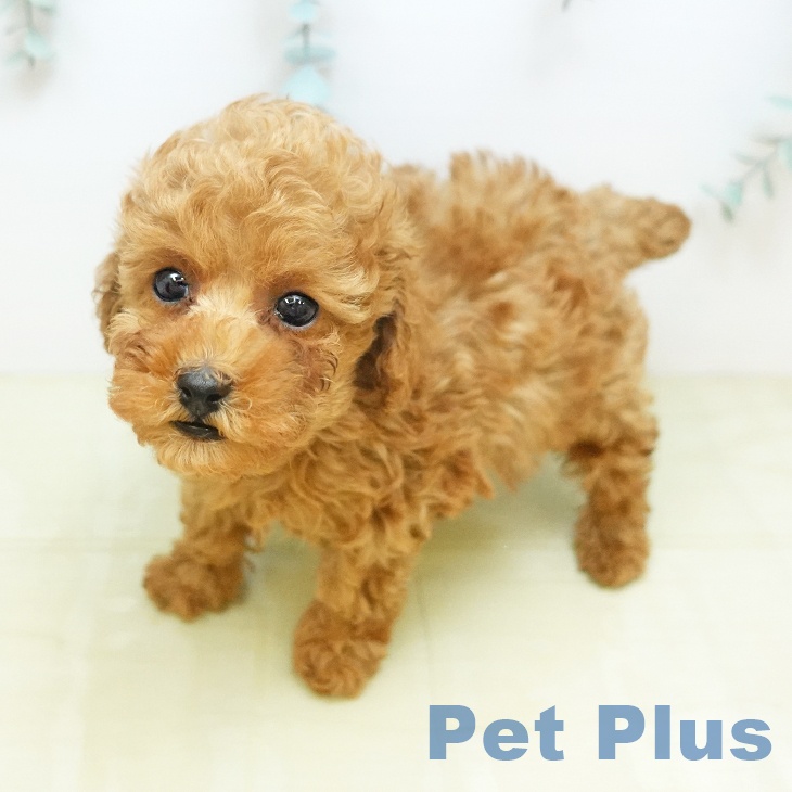 トイ・プードルの写真2