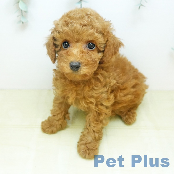 トイ・プードル