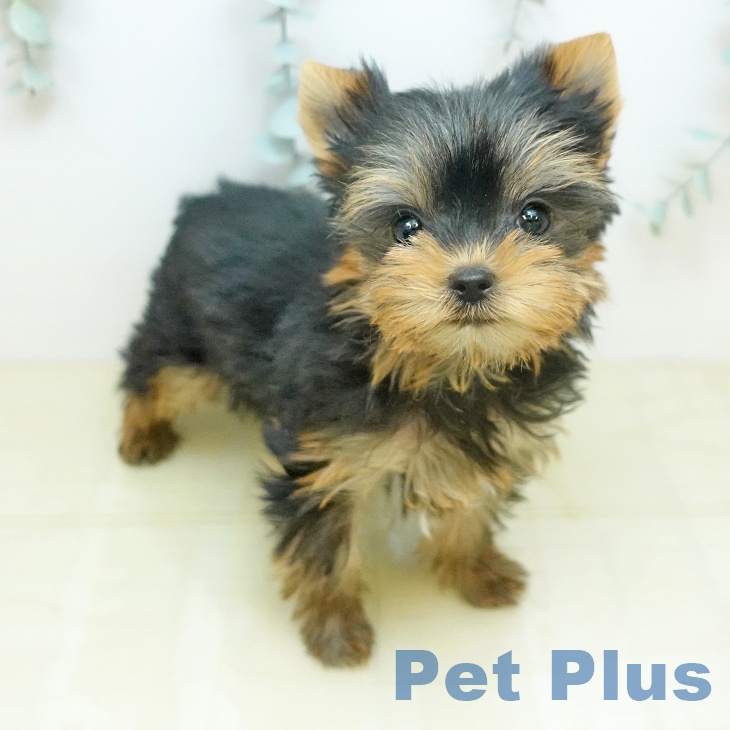 ヨークシャー・テリア