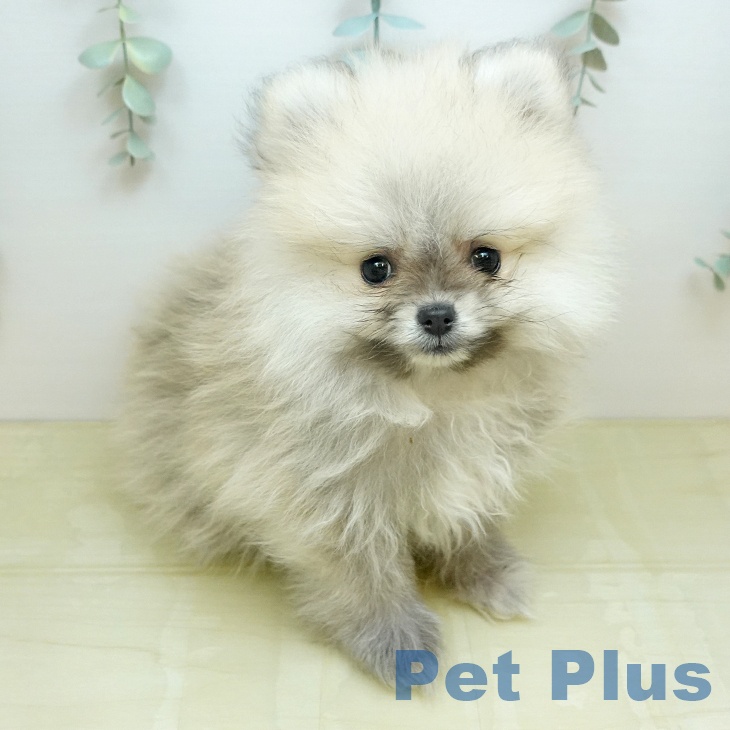 ポメラニアンの写真2