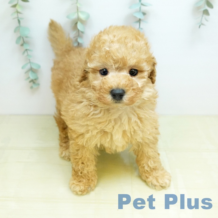 トイ・プードル