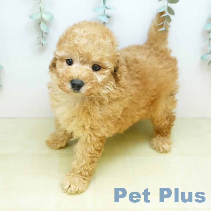 トイ・プードル