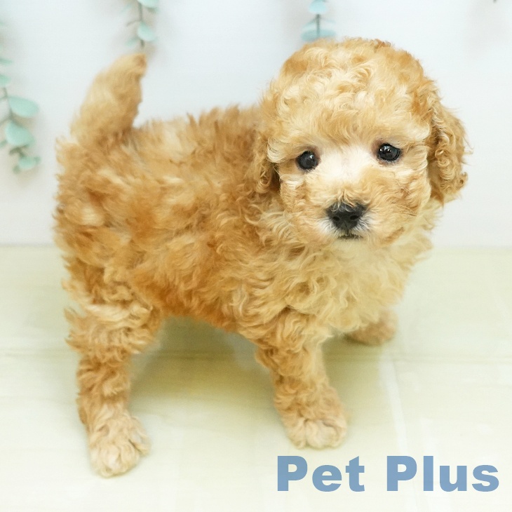 トイ・プードル