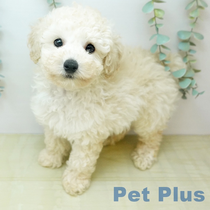 トイ・プードル