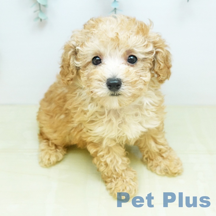 トイ・プードル