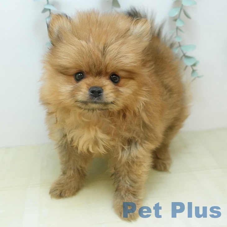 ポメラニアンの写真2