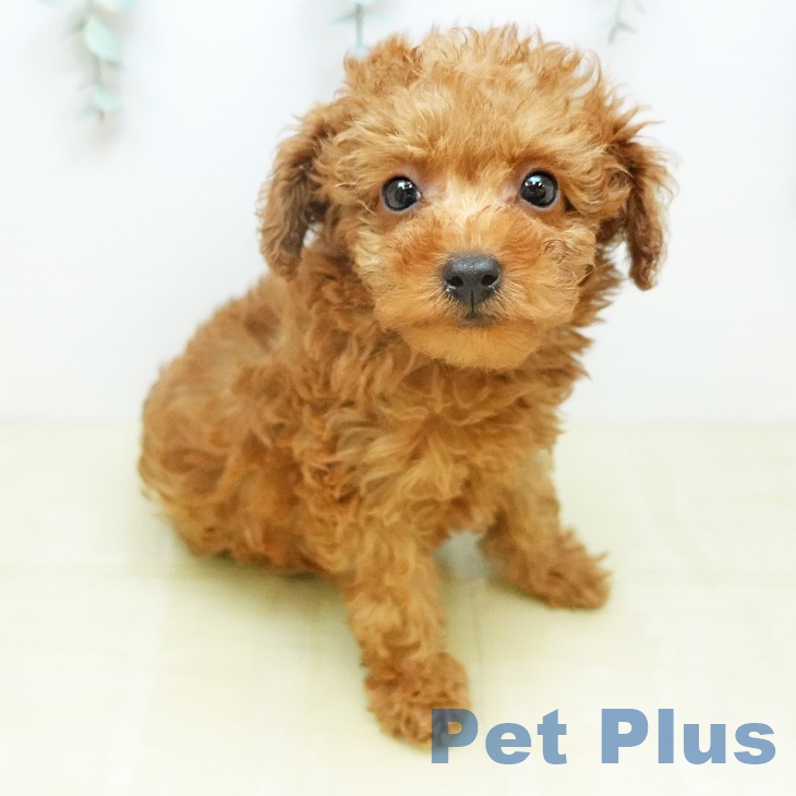 トイ・プードル