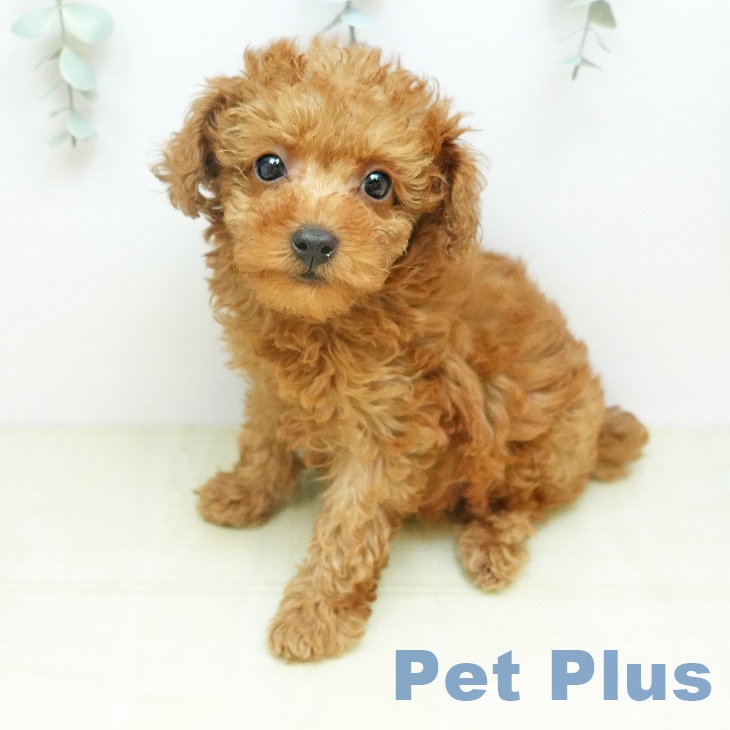 トイ・プードル