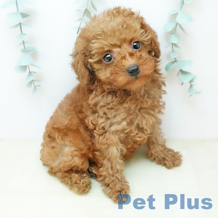 トイ・プードル