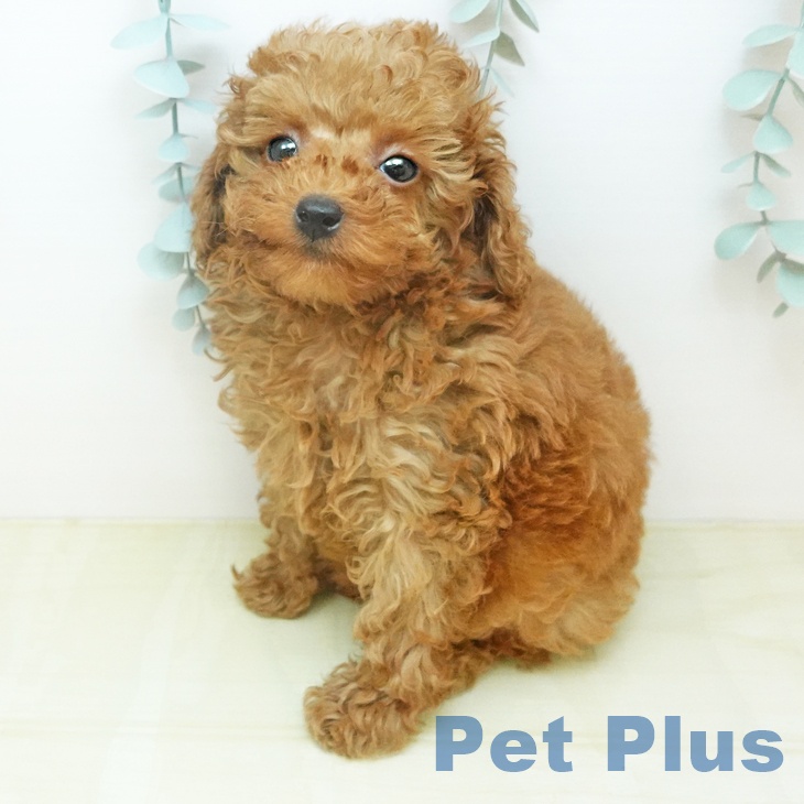 トイ・プードル