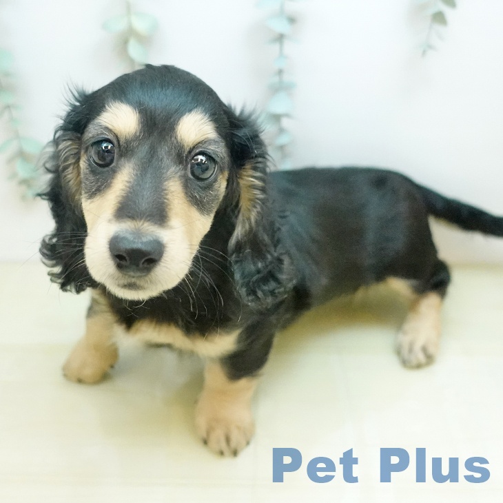 ミニチュア・ダックスフンド