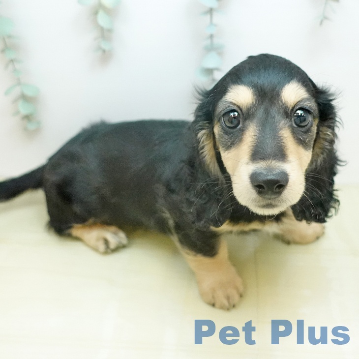 ミニチュア・ダックスフンドの写真2