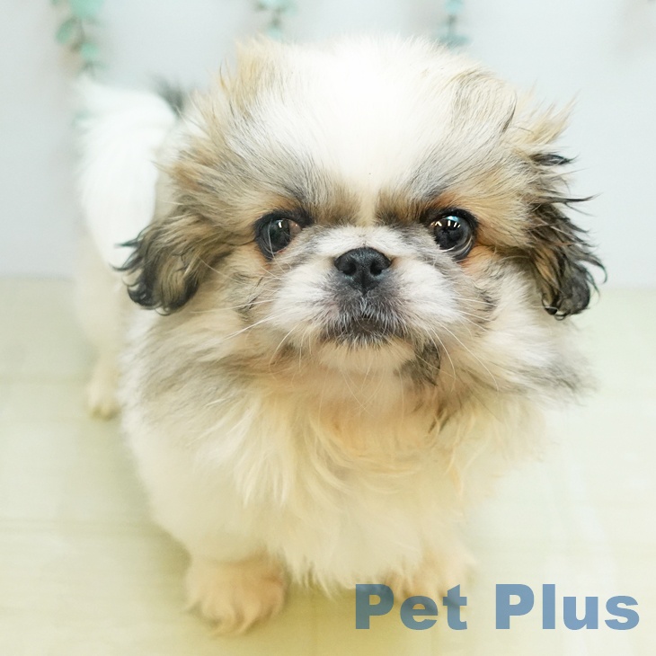 ペキニーズの写真2