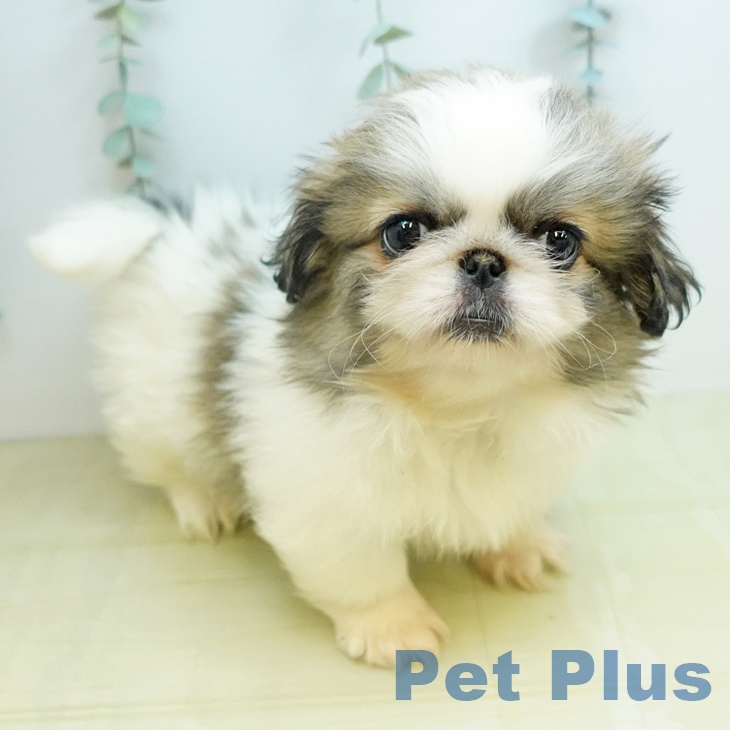 ペキニーズの写真1