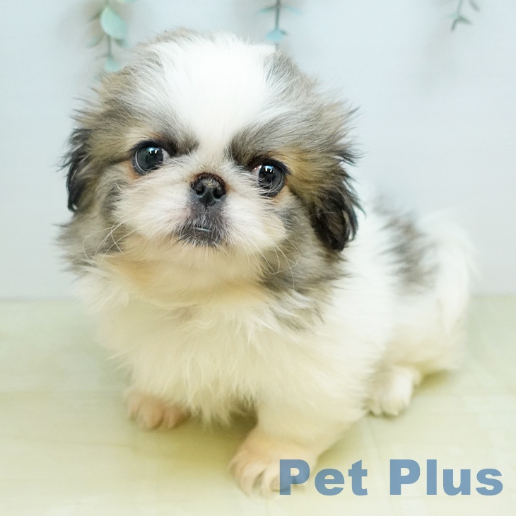 ペキニーズの写真2