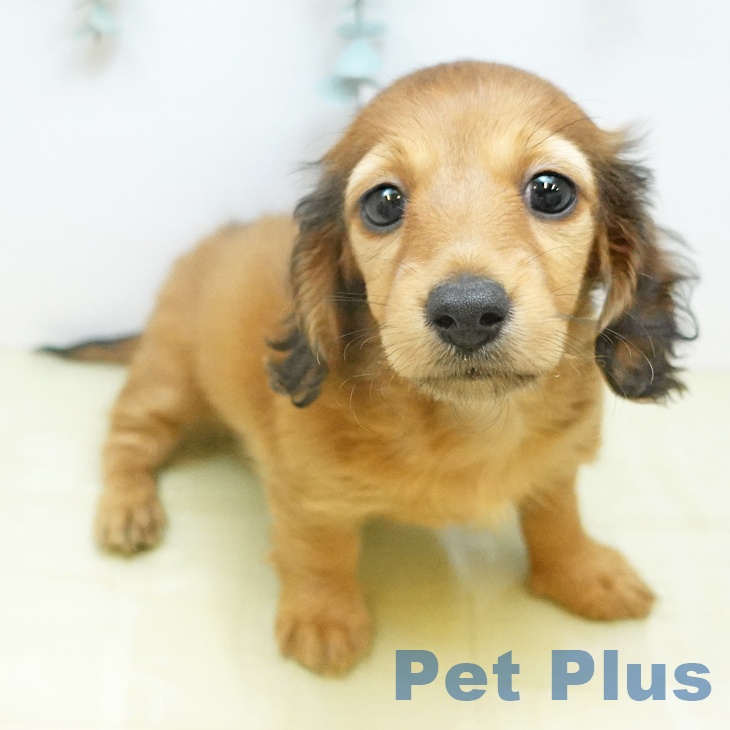 ミニチュア・ダックスフンド