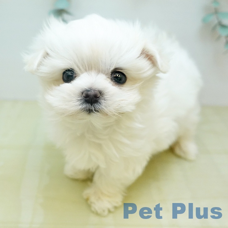 マルチーズの写真1