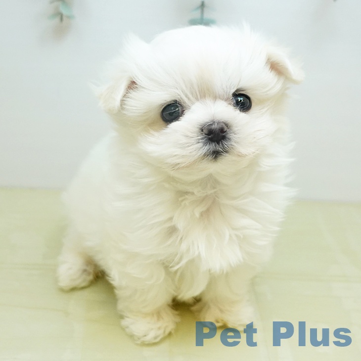 マルチーズの写真2
