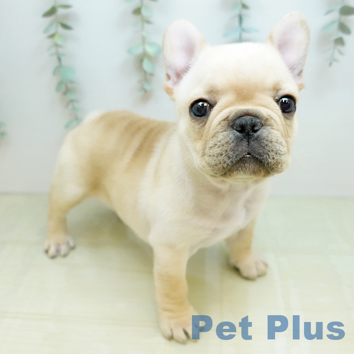 フレンチ・ブルドッグ