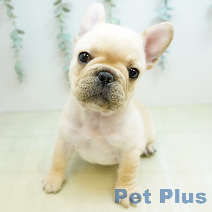 フレンチ・ブルドッグの写真2