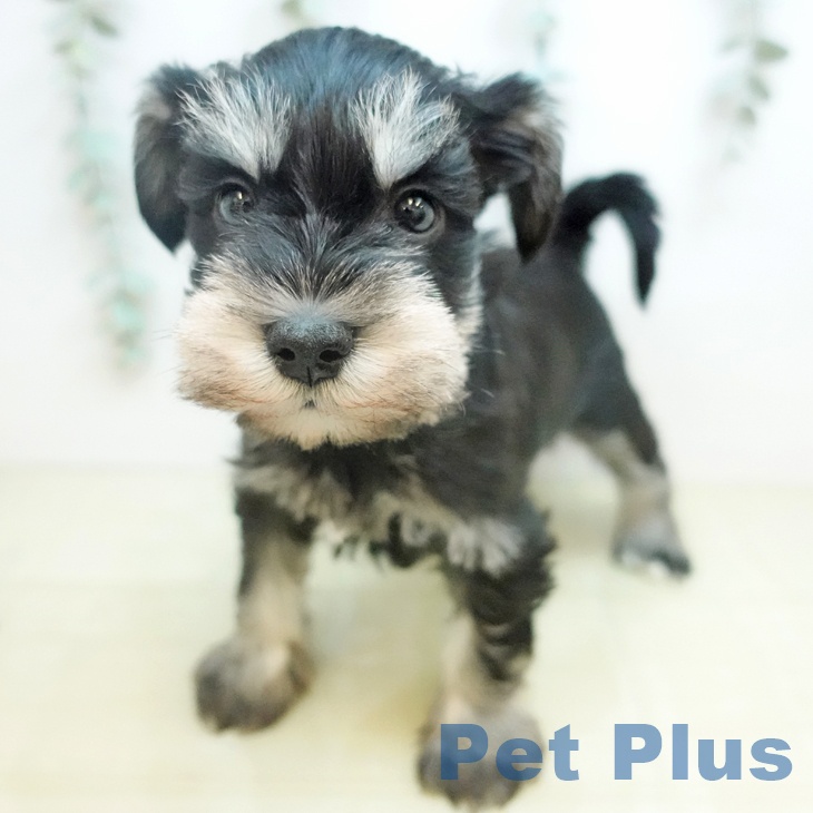 ミニチュア・シュナウザーの写真1