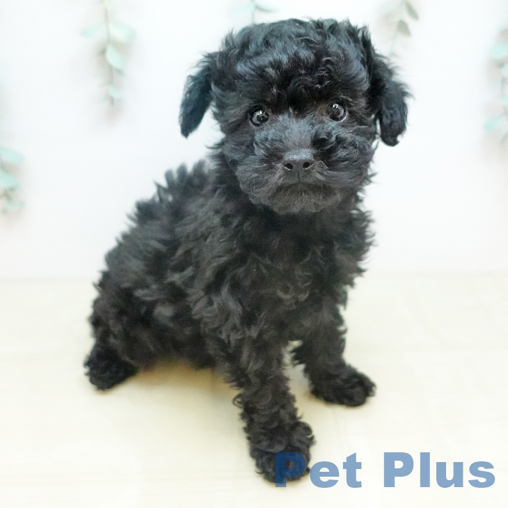 トイ・プードル