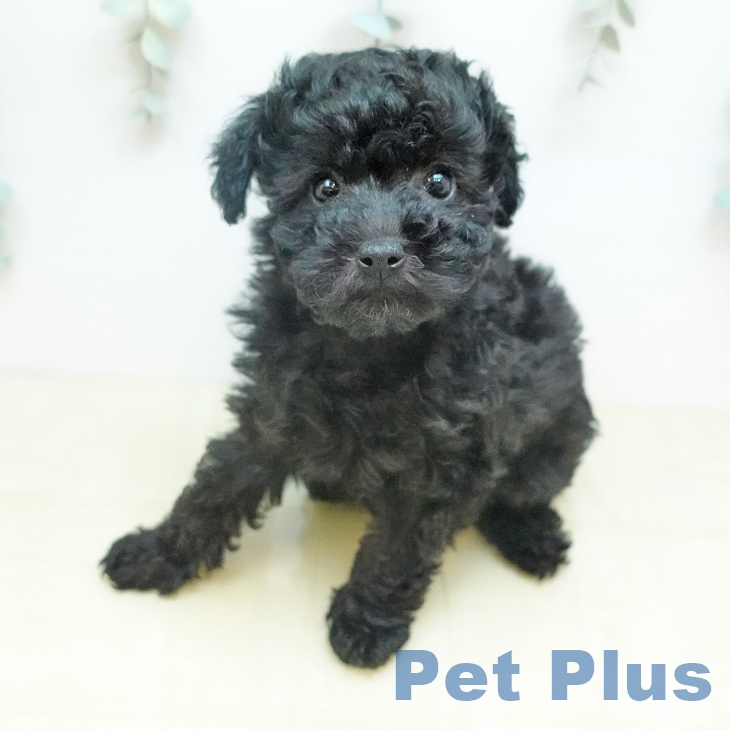 トイ・プードルの写真2