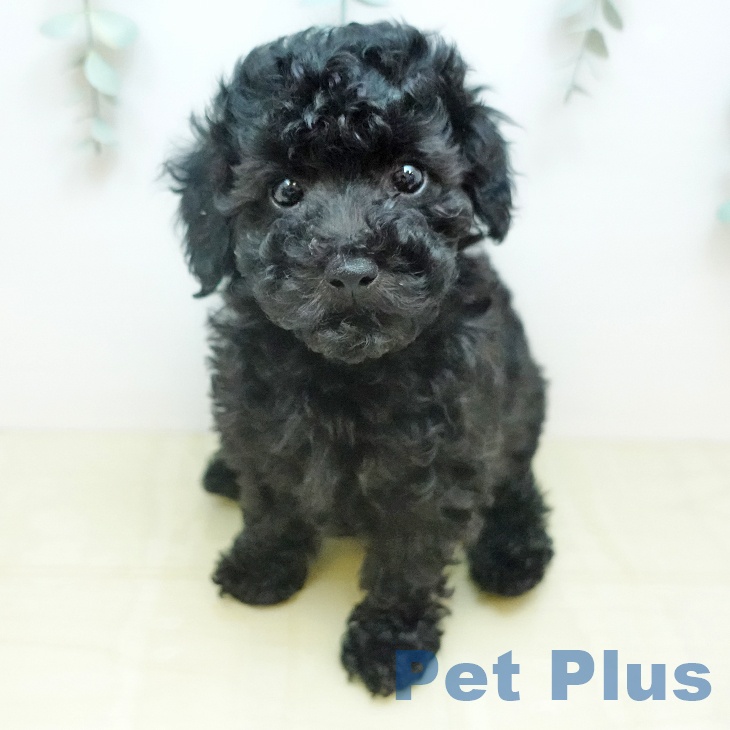 トイ・プードル