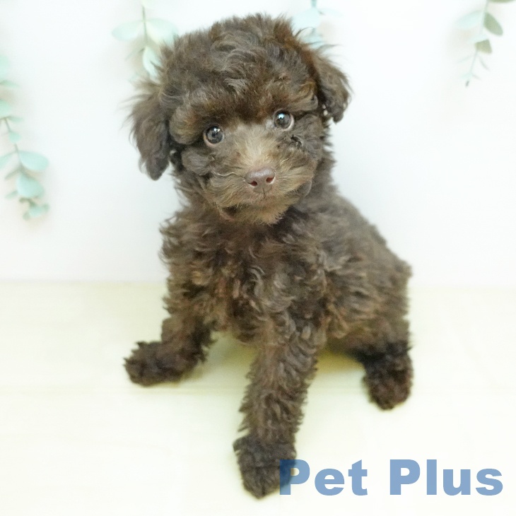 トイ・プードル