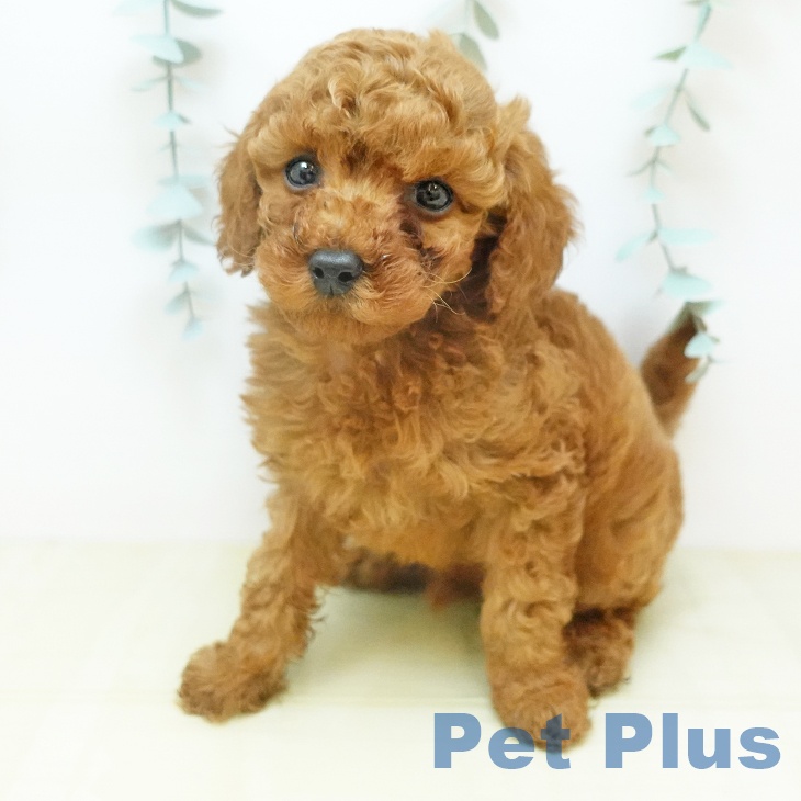 トイ・プードルの写真1