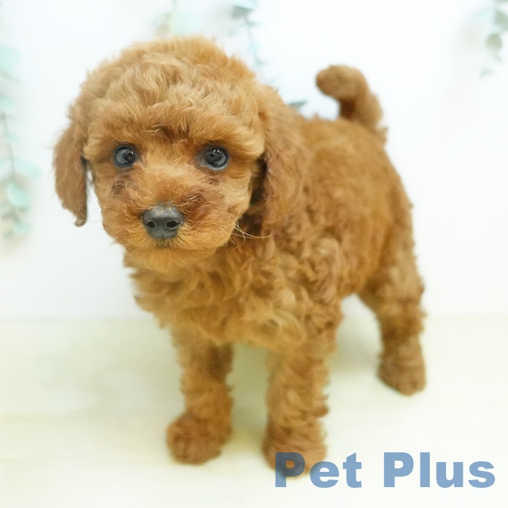 トイ・プードルの写真2