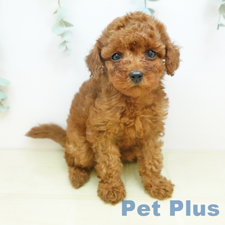 トイ・プードル