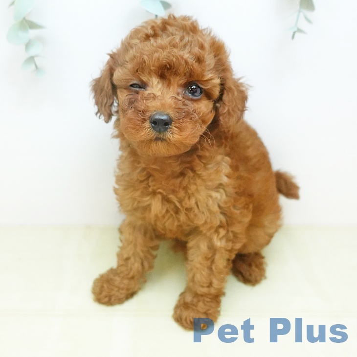 トイ・プードル